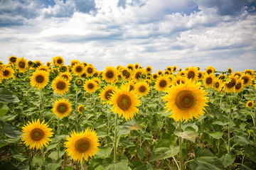 Blue sky with white fluffy clouds float over colorful Italian sunflower field with curved country road