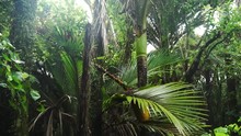 New Zealand Native Nikau Pam Tree Subtropical Rain Forest