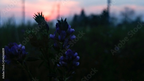 Cuadros en Lienzo Close-up Of Purple Flowering Plants On Field Against Sky
