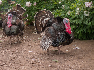 two male turkeys (meleagris gallopavo) in front of a green bush