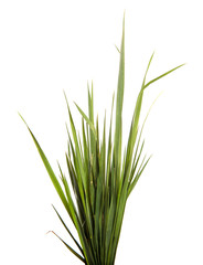 A bunch of green grass on an isolated white background. Close-up.