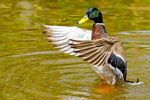 Mallard Duck Flapping Wings On Lake