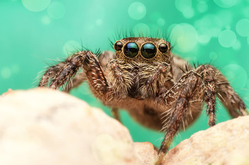 close up of brown eyes jumping spider