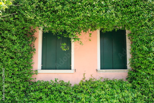 Fotografía Windows Amidst Ivies Growing On House