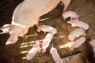 Wall Mural - Young pigs on a farm. Group of pigs on the farm. pigs on a farm in the farm eat food