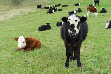 Wall Mural - Close-up of white and black calf looking in camera standing in green field with fresh spring grass on green blurred background.