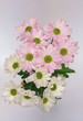 margaretki bukiet różowych i białych kwiatów Leucanthemum vulgare
