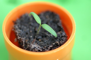 young plant in a pot