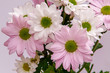 margaretki bukiet różowych i białych kwiatów Leucanthemum vulgare na jasnym tle