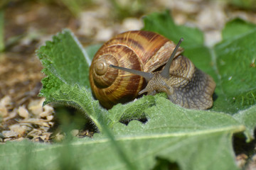 Wall Mural - Big snail in shell crawling on leaf in garden. Burgundy snail Helix pomatia or oman snail, Burgundy snail, edible snail or escargot