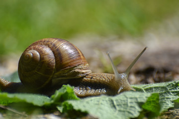 Wall Mural - Big snail in shell crawling on leaf in garden. Burgundy snail Helix pomatia or oman snail, Burgundy snail, edible snail or escargot