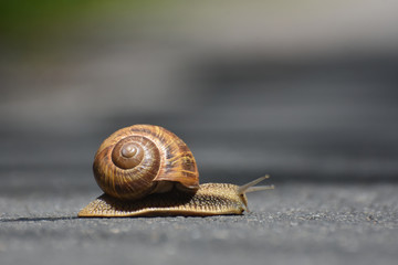 Wall Mural - Big snail in shell crawling on road. Burgundy snail Helix pomatia or oman snail, Burgundy snail, edible snail or escargot