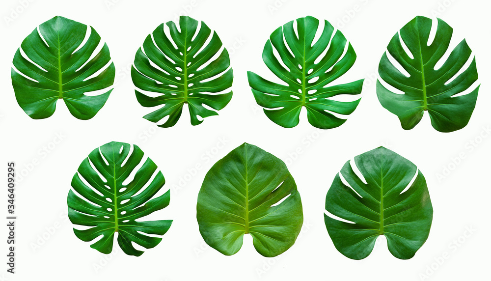 set of green monstera tropical plant leaf on  white background for design elements, Flat lay - obrazy, fototapety, plakaty 