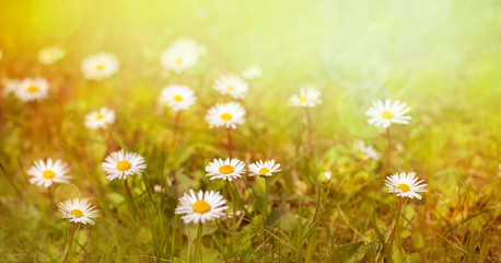 Wall Mural - Field of daisy flowers in sunny day. 