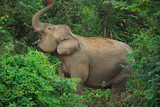 Fototapeta Zwierzęta - Słoń azjatycki