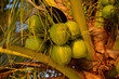 Kokosy na palmie kokosowej przy rajskiej plaży na wyspie Koh Samui w Tajlandii - Ich sok jest idealny na gorące dni
