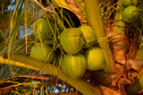 Fototapeta  - Kokosy na palmie kokosowej przy rajskiej plaży na wyspie Koh Samui w Tajlandii - Ich sok jest idealny na gorące dni