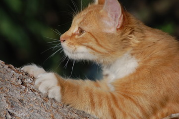 beautiful red cat in the garden walks near a tree