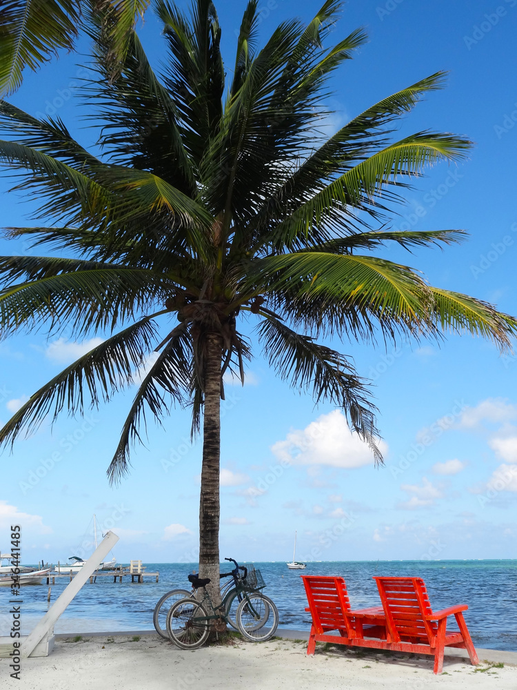 Palma na plaży w Belize. Morze Karaibskie na wyspie Caye Caulker - obrazy, fototapety, plakaty 