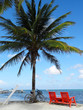 Palma na plaży w Belize. Morze Karaibskie na wyspie Caye Caulker