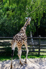 African zhyrafa. In the Prague zoo