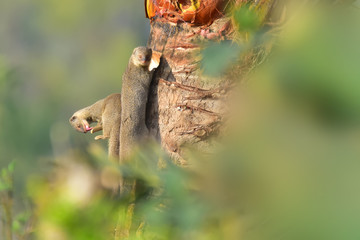 Mongoose with nature, A mongoose is a small terrestrial carnivorous mammal belonging to the family Herpestidae. This family is currently split into two subfamilies, the Herpestinae and the Mungotinae.