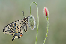 Portrait Of A Wonderful Butterfly, The Old World Swallowtail (Papilio Machaon)