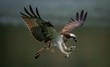 Amazing picture of an osprey or sea hawk trying to hunt