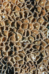 Wall Mural - Close up of stony coral