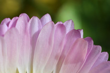 Slightly Pink Daisy Petals In A Subtle Close-up And Greenish Background