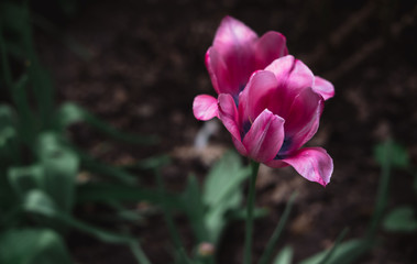 Two pink tulips. Red spring flowers grow in a flower bed.