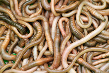Earthworms. Lumbricus Terrestris.