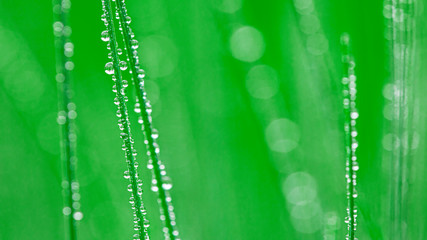 Wall Mural - Dew drops on fresh green grass, close-up.