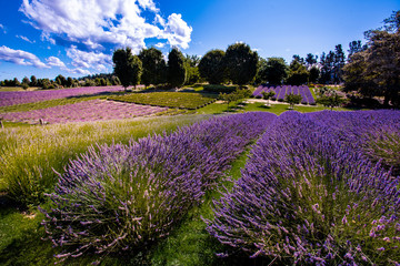 Wanaka Lavender farm, Wanaka, New Zealand