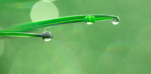 Wall Mural - Dew drops on fresh green grass, close-up.