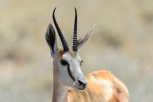 Wild Springbok Antelope Portrait In The African Savanna Close Up