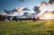 horses on pasture in sunset light