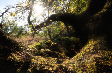 Wall Mural - old oak tree branches in sunshine