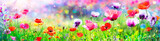 Fototapeta Kosmos - Poppies In The Sunny Field With Abstract Bokeh