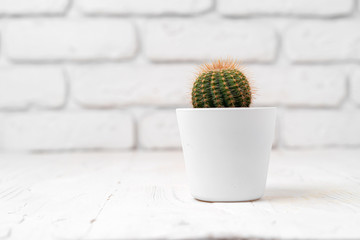 Poster - Round cactus in white pot on white wooden table, close up