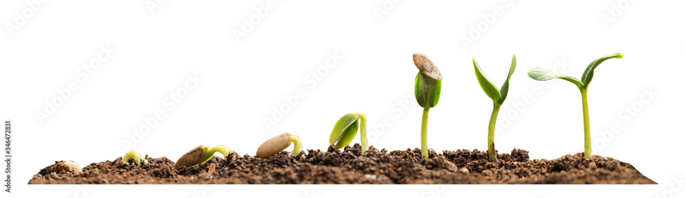 Stages of growing seedling in soil on white background. Banner design - obrazy, fototapety, plakaty 