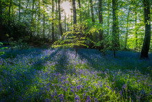 Forest In A Sunny Spring Day With Blue Bells In A Green Lush Foliage Leaves.