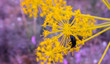 żuk kwiat fenkuł żółty makro wiosna