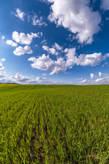 Wall Mural - vertical landscape of green field with blue sky and beautiful white clouds