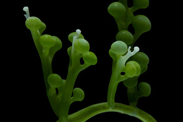 Seagrapes or green caviar, seaweed