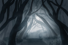 The Dark Hedges, Northern Ireland, Fantasy Illustration