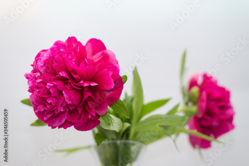 Close-up Of Pink Flowers © eddy zecchinon/EyeEm