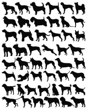 Collection Silhouettes Of Dog. Vector Collection Of Dog Silhouettes. Dog Silhouette Set. Vector Illustration.