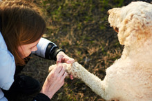 Look For A Tick On A Dog. A Woman Examines A Dog In The Park.