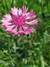Open And Unfurled Of Pink Cornflower